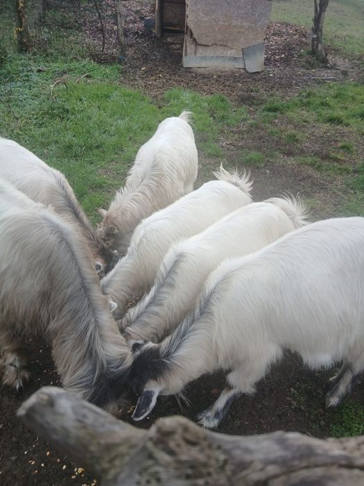 Vând ieduță din capră bună de lapte sau schimb cu grăsun