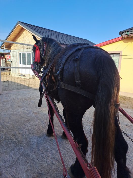 Vând cal de 3 ani castrat talie mare