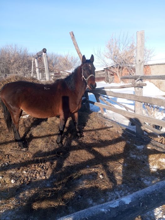 Продам кобылу жеребая.