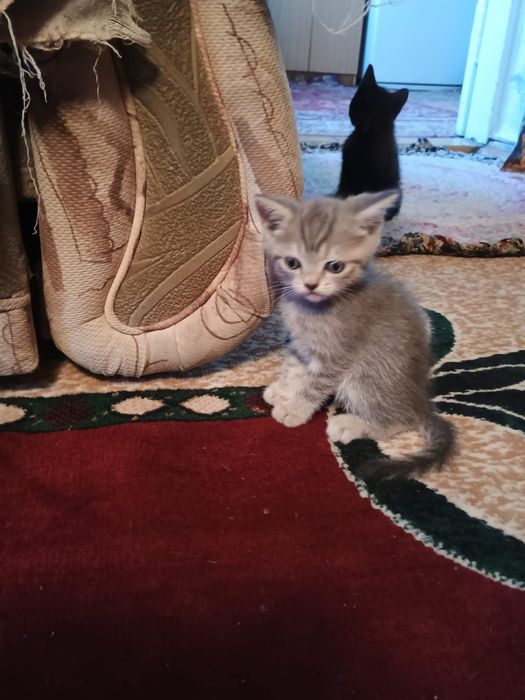 Отдам котят в добрые руки