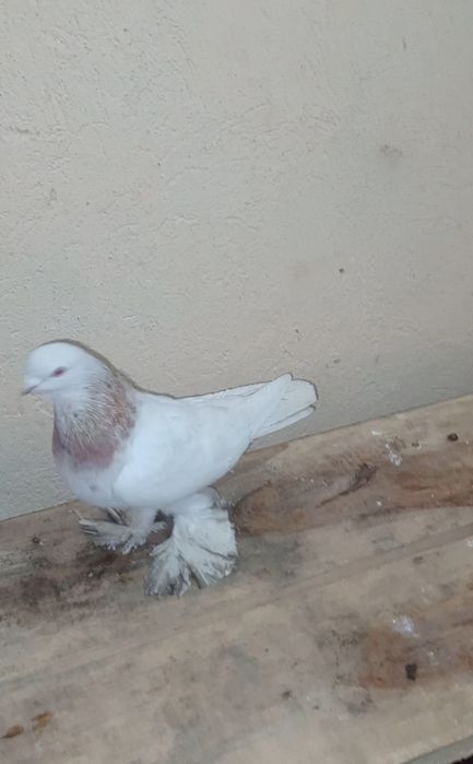 Голуби кептер сатылады тасманы