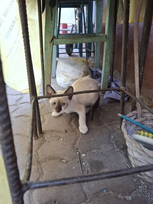 Ofer spre adoptie