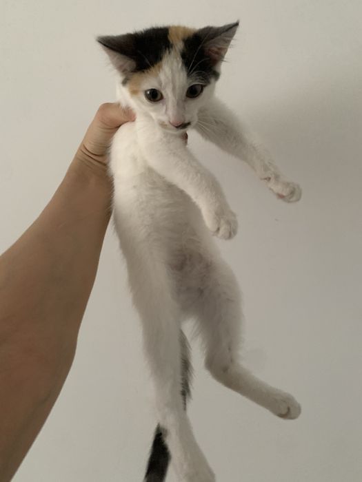 Котенок 2 месяца девочка