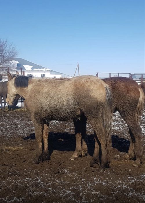 Семіз тайлар, құнандар сатылады