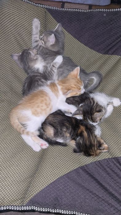 отдам котят в добрые руки