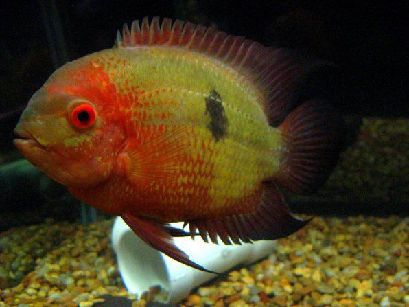 Цихлазома винная, бражник винный