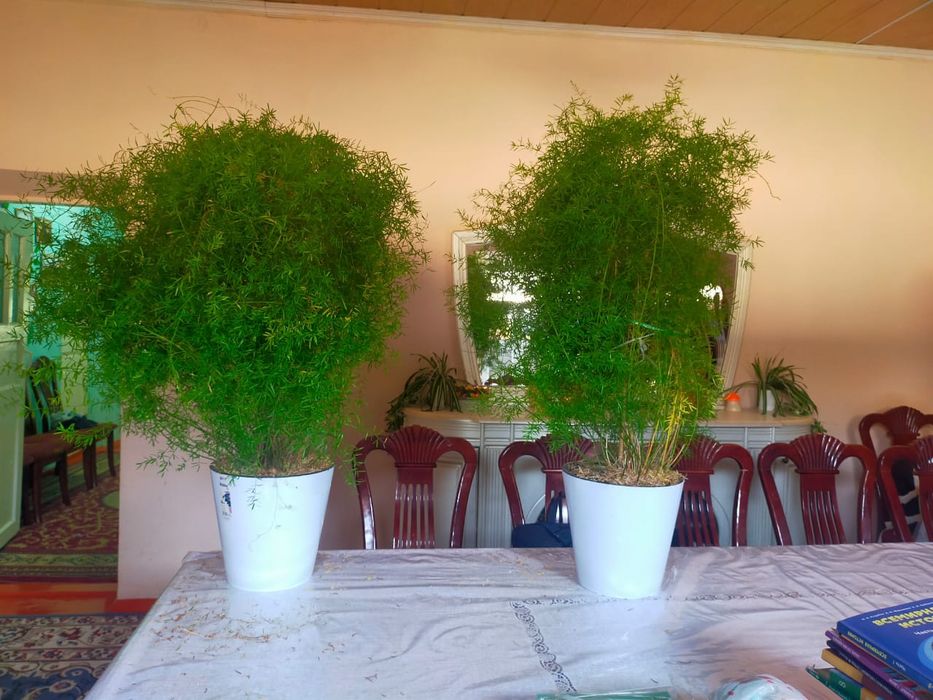 Гулдер Түркістан қаласында