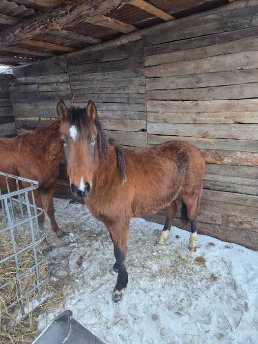 Продам Тай, 2 головы