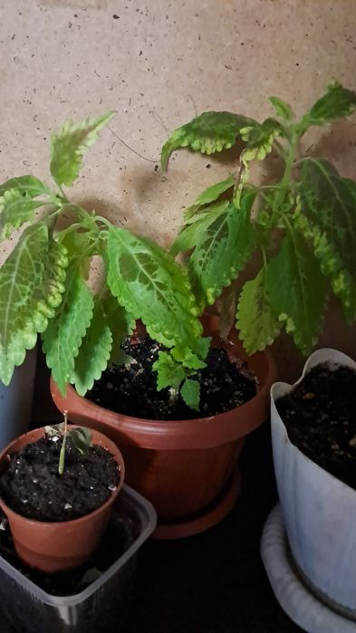 Продам цветы от 2000тенге