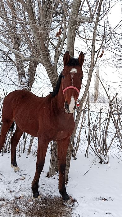 Ассалаумағалейкум тай құнпн шығар