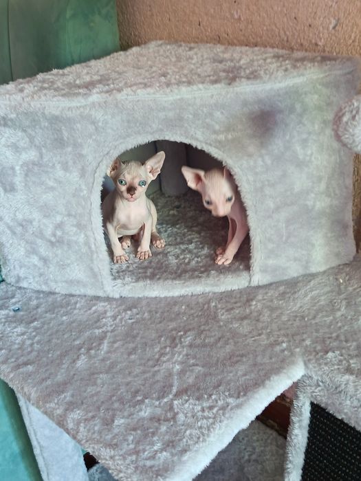 Продаются котята