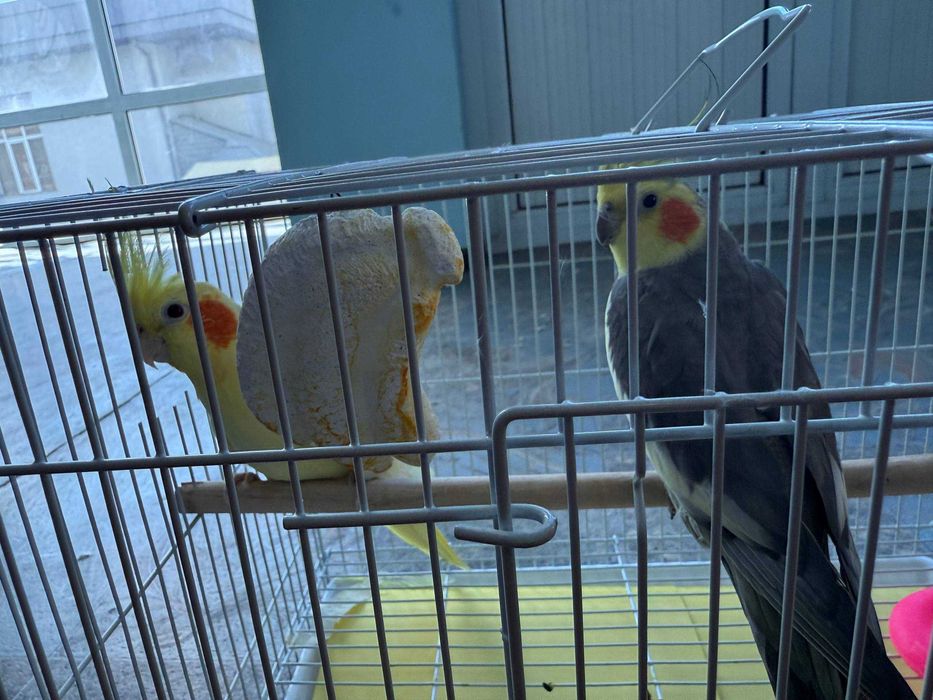 Папугай карелла продаётся сетка имеется