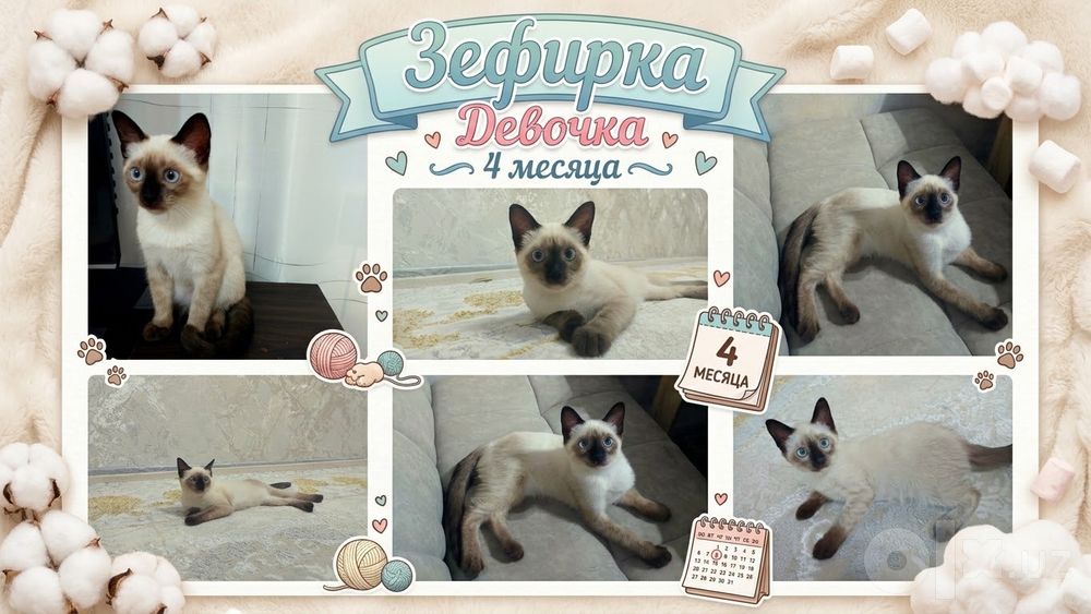 Продаётся Сиамская кошка девочка 4 месяца.