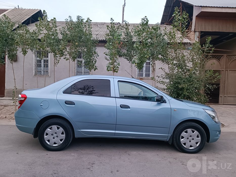 Cobalt 2013 delfin
