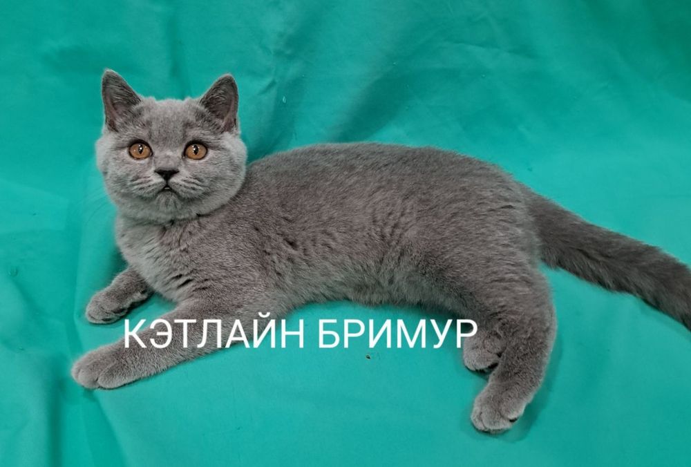Британские котята