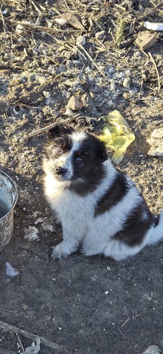 Отдам даром щенков в добрые руки