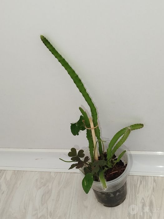 Pitaxayya dragn frukt koʻchati