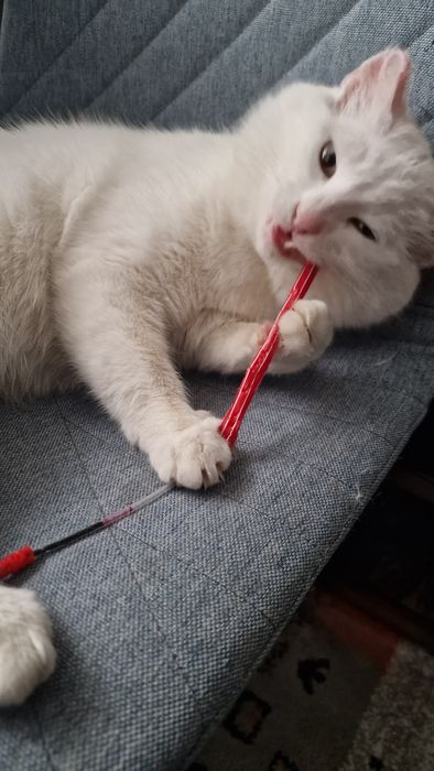 Котик  ищет  дом.