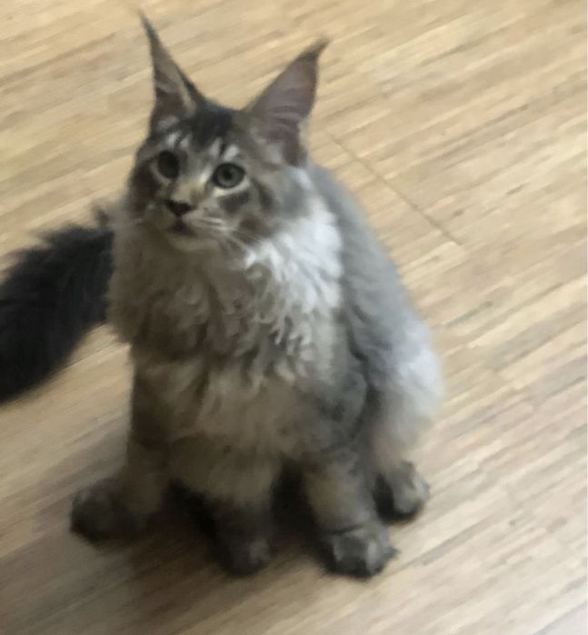 Вязка огромный мейн-кун