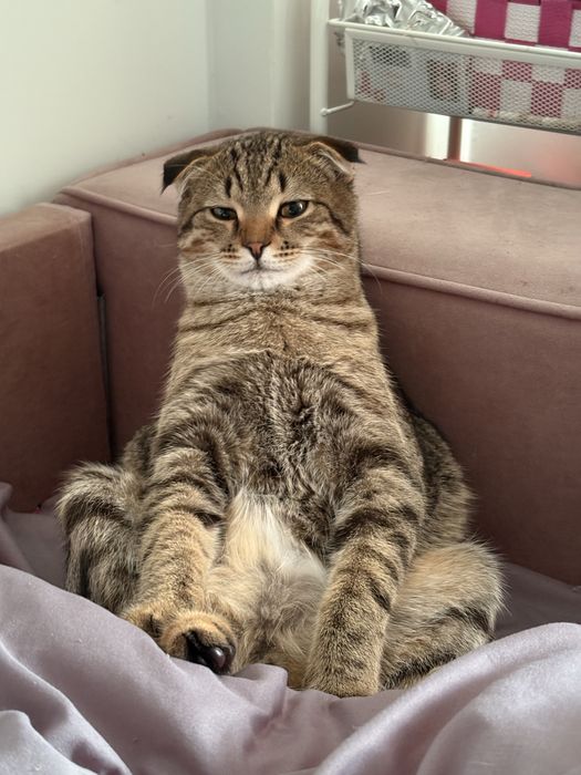 Продается Кот