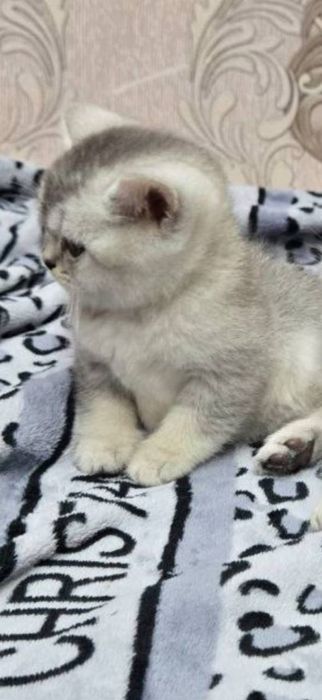 Продаётся котенок мальчик