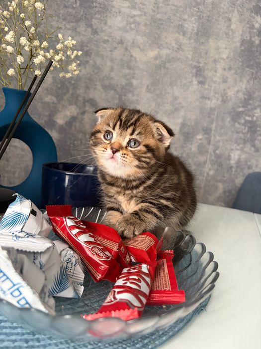 Продам котят шотландских