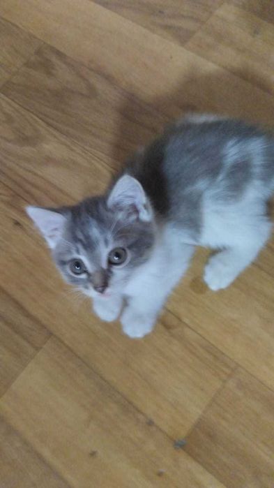 домашние кошки и котята!