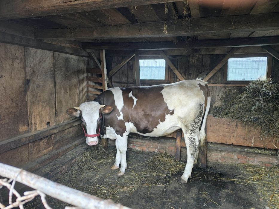 Vițea bălțată românească de vânzare