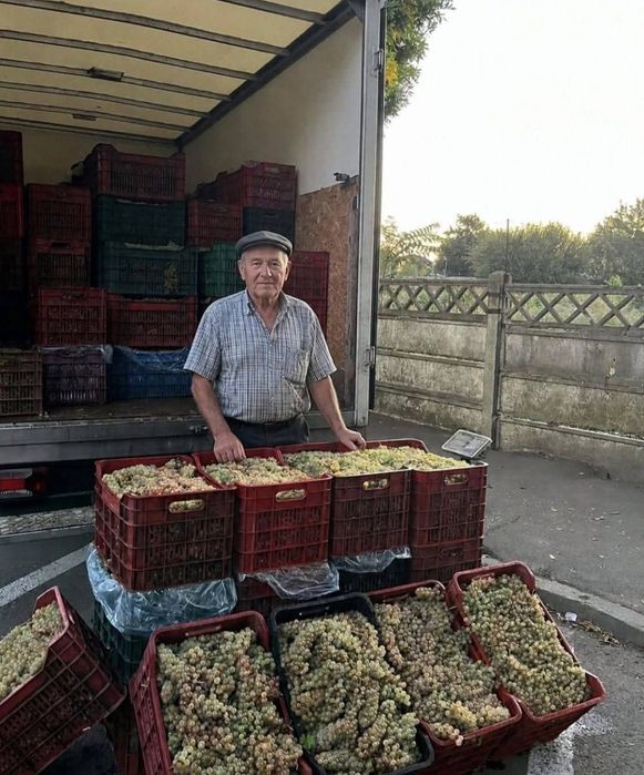 Strugurii de vin începând pe 10 09 2026