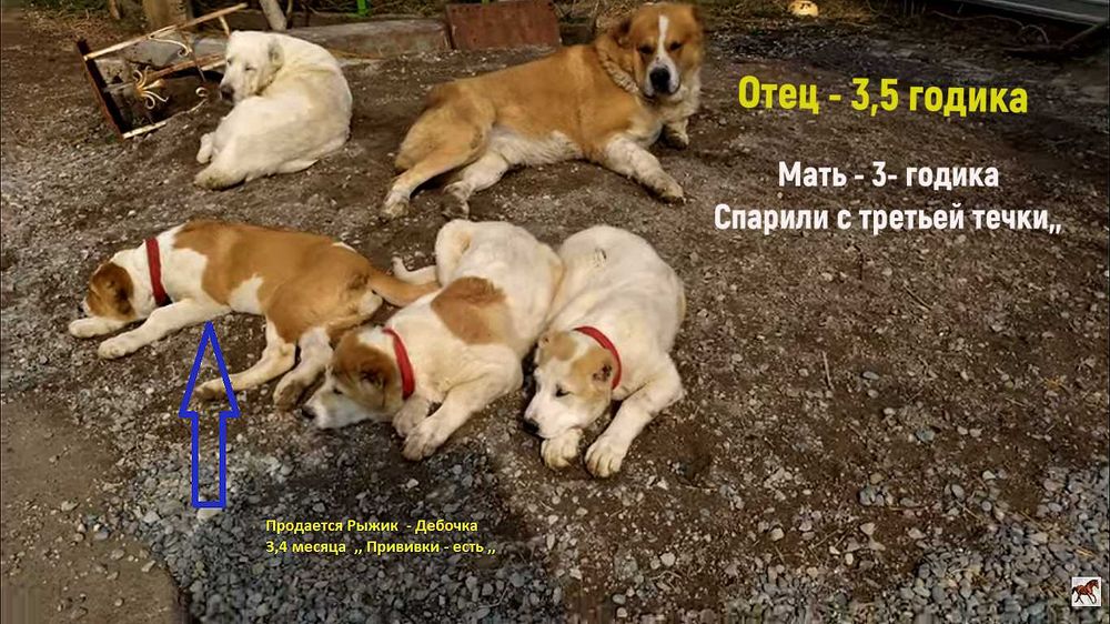 Щенки  /Төбета  / Средне Азитаская Обчарка /  САО