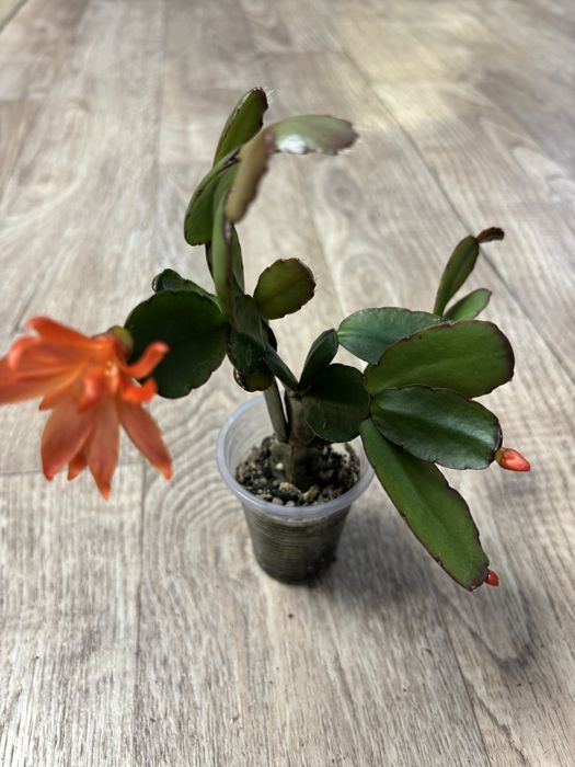 Продам комнатные цветы