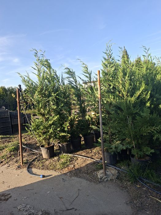 Plante ornamentale Tuia smarald&leylandii