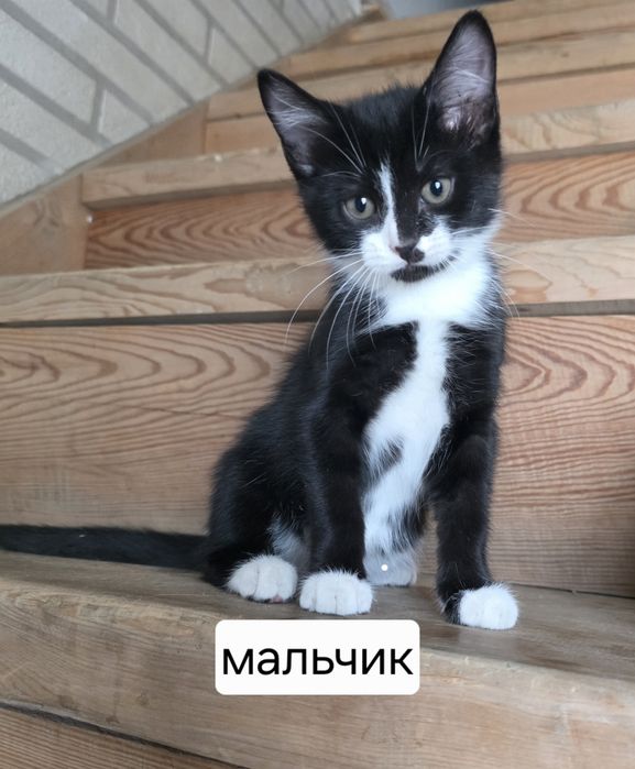 Отдадим  котят !