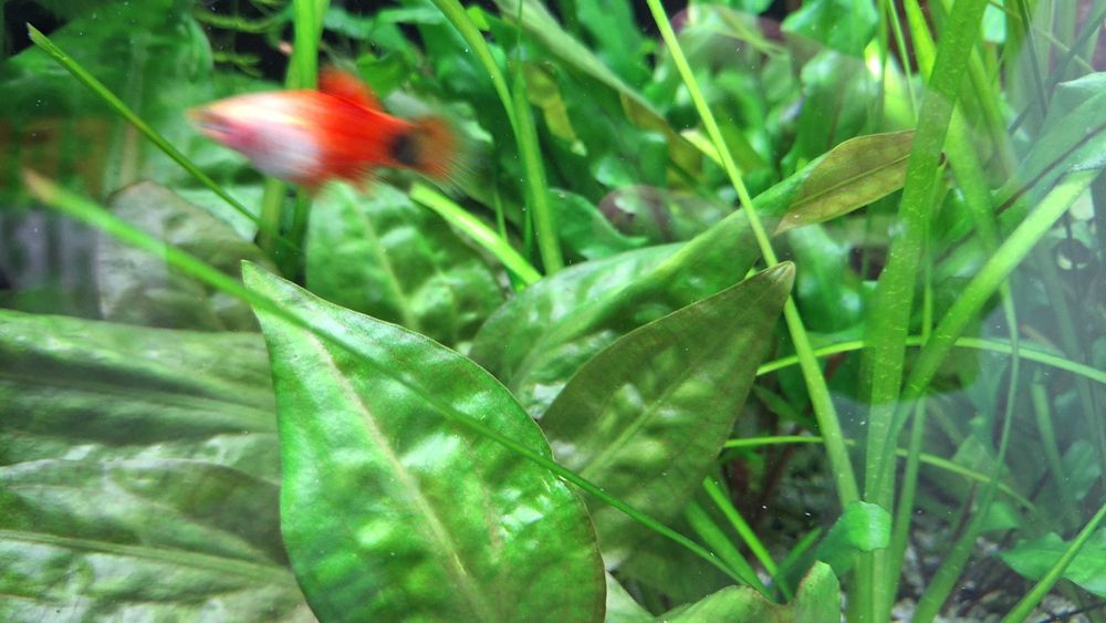 Schimb pești platty + o zebră voalată, cu masculi de guppy sau creveți