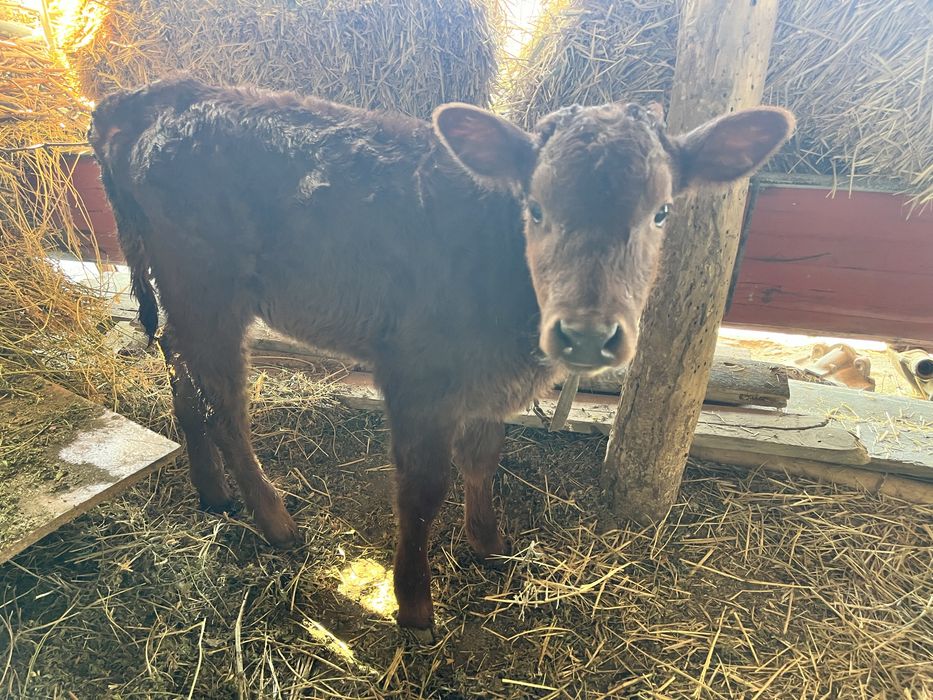 ona bola sigir sotiladi