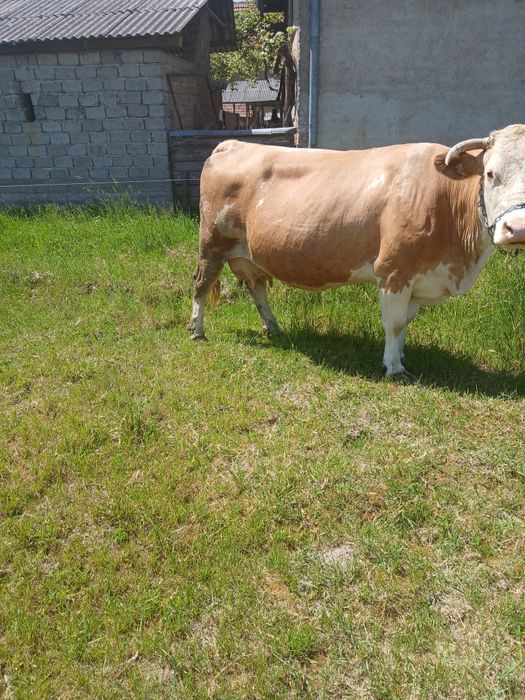 Vaca Balțata Romaneasca