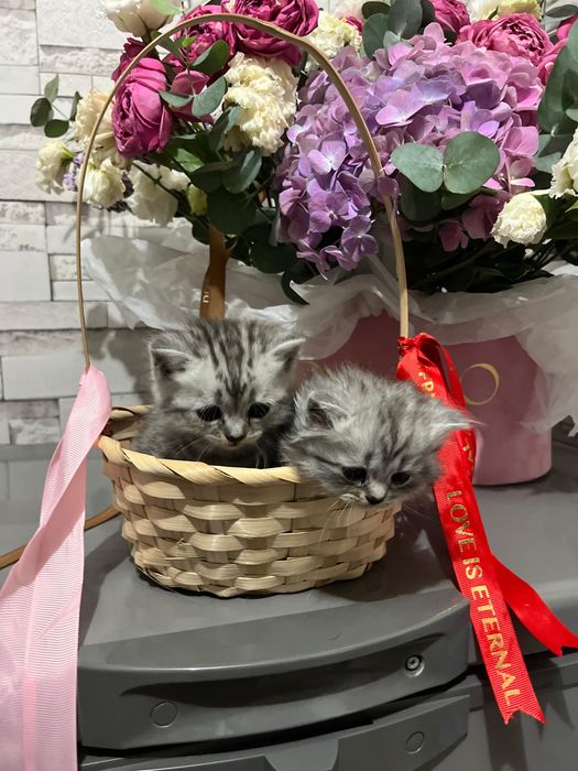 Продам шотландские котят