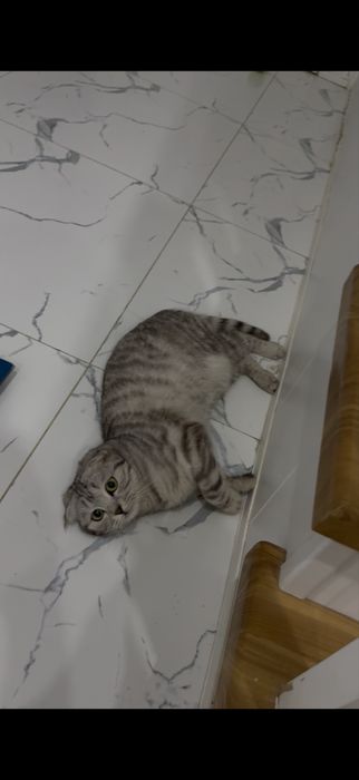 Кошка шотландская вислоухая