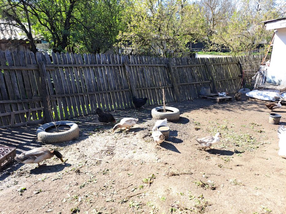 De vanzare rate si ratoi