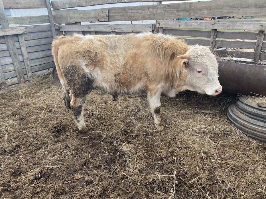 Потсос бука сатылады