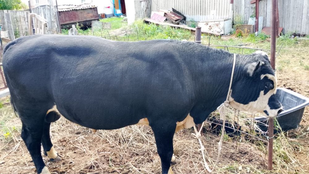 Продам бычка цена договорная