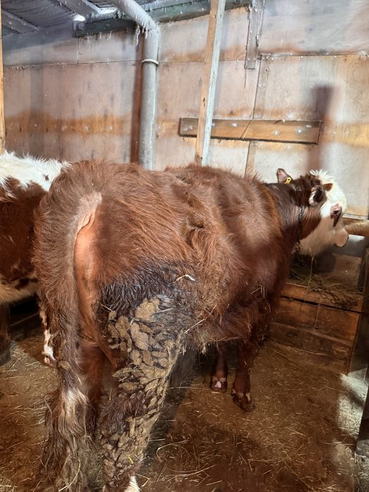 Продам бычков вышак  3 головы