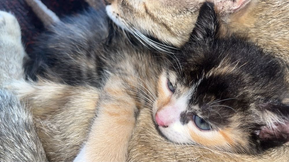 Котенки милыееее