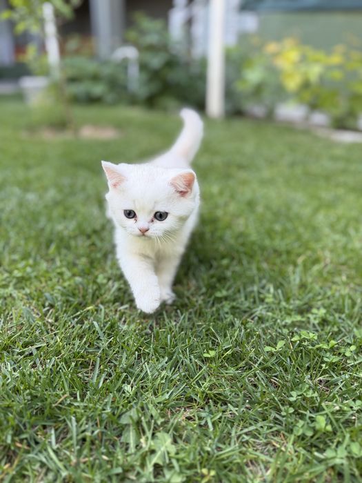 Britanskiy Shinshils 2 ta ogil bola