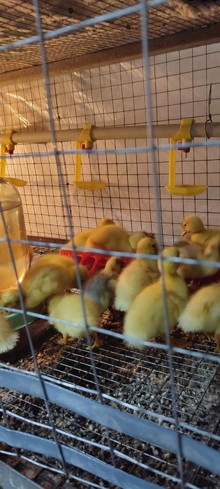 Есть цыплята ломан браун