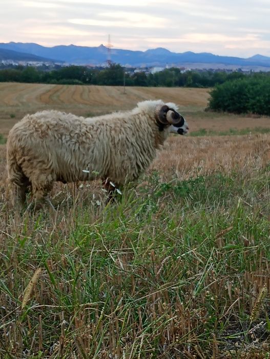 Berbec de vânzare
