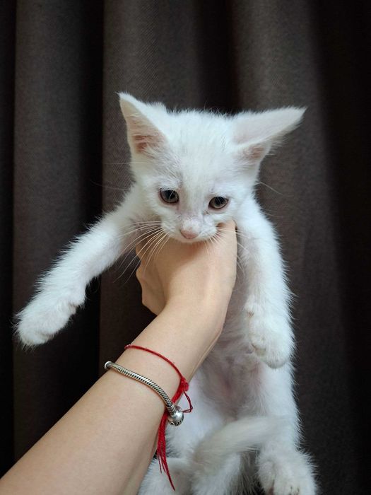 Очаровательные котята