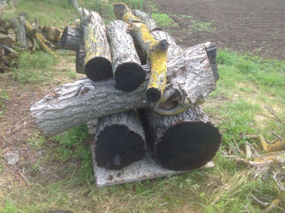 Дървен материал от орех на трупи