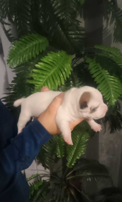 Джак Ръсел териер