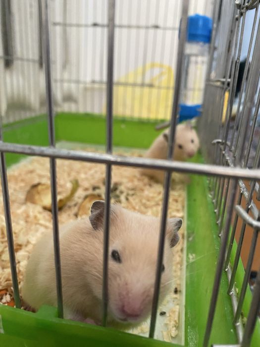 Хомячки красивые